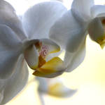 white orchid.