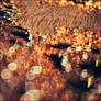 Gold Water Drops no01