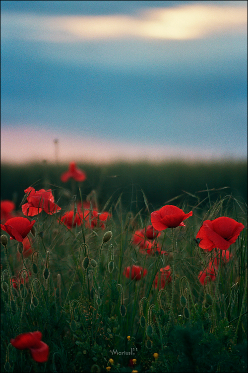 Poppies Serene