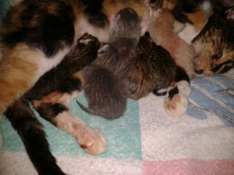 My cat and her kittens