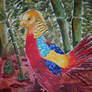 Golden Pheasant