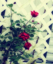 Roses are red. . .