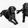 Black Labradors