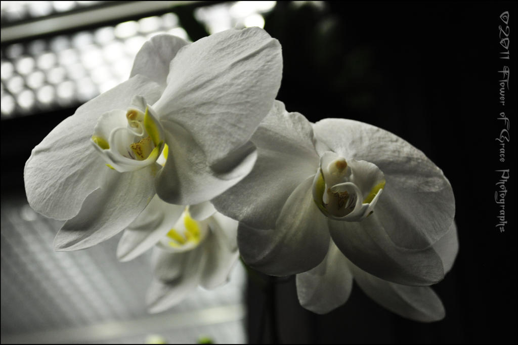 White Orchids