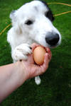 Dog and egg by Understatement-Jo