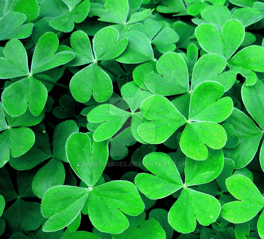 Clover by Maksimages on DeviantArt