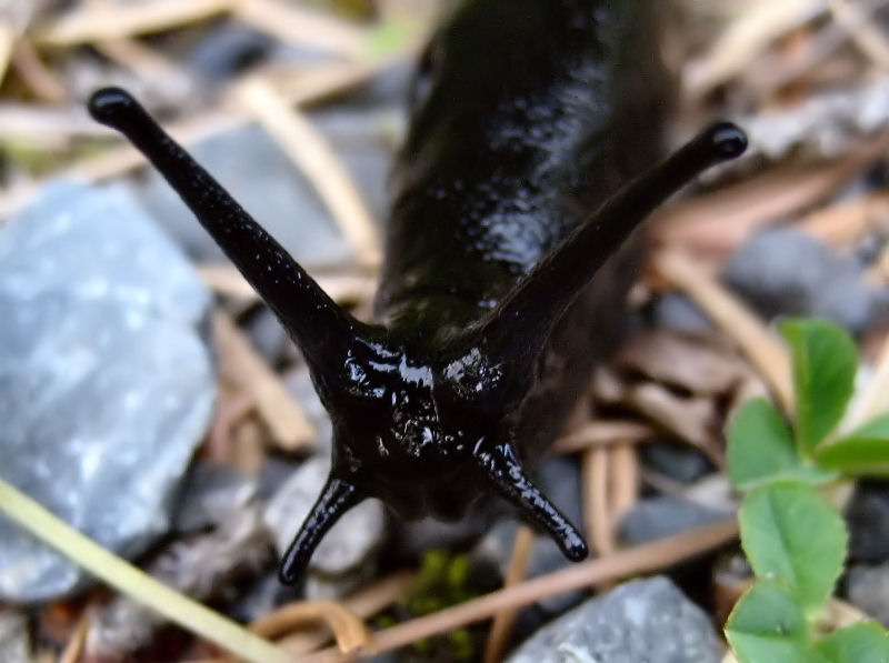 slug