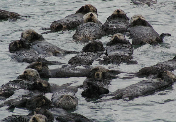 Sleeping sea otters
