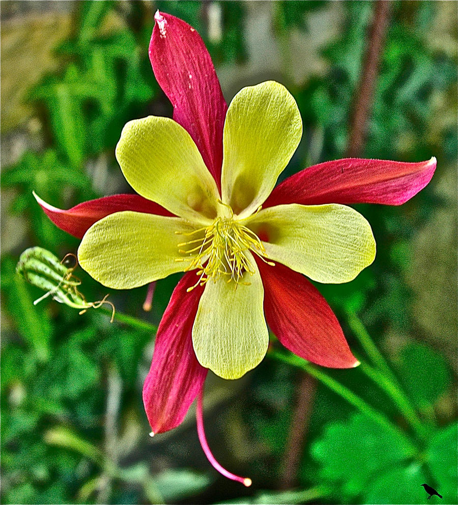 Columbine