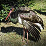 Black Stork