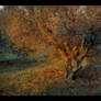 Olive tree at Sunset. France