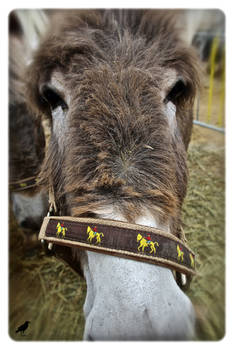 Adorable Donkey for sale.