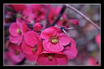 Pomegranate Blossom. by jennystokes