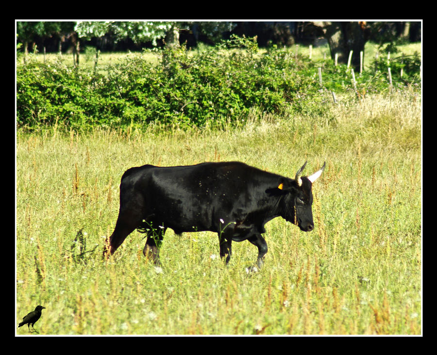 Carmaguaise bull.