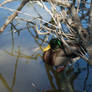 Mallard duck