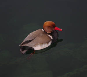 Duck1 Red-crested Pochard by jennystokes