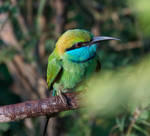 Kingfisher? Sri Lanka by jennystokes