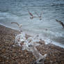 Seagulls 1