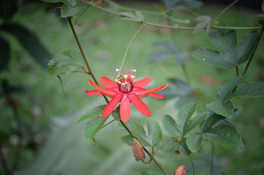 sl13-f2 by jennystokes