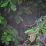 Kingfishers 1