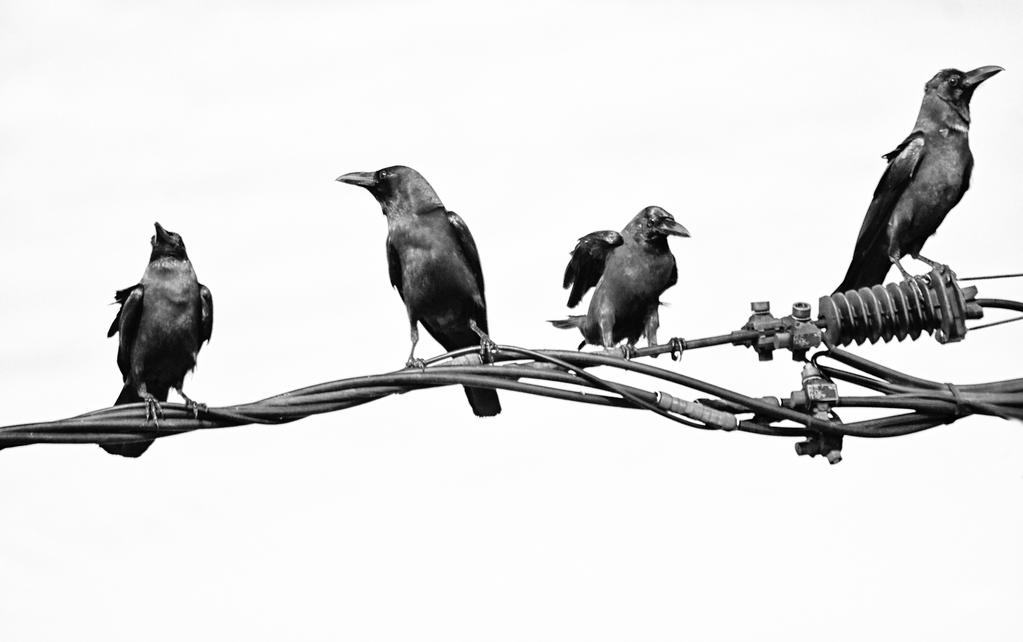 4 Ravens