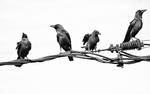 4 Ravens by jennystokes