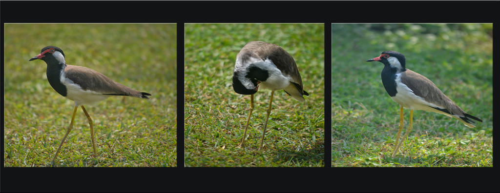 Birds. Red-wattled Lapwing.