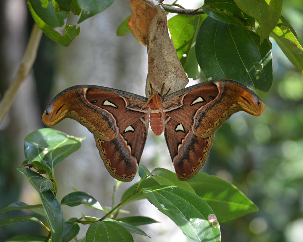 Atlas Moth 1