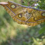 Tussur moth. Sri Lanka