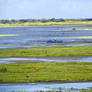 Bundala Bird Sanctuary 1