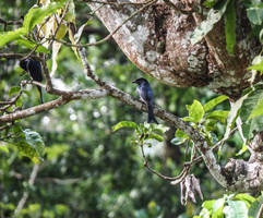 Drongo........Garden. Sri Lanka