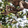 Green Bee-eater.