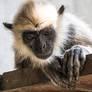 Langur monkey games 1