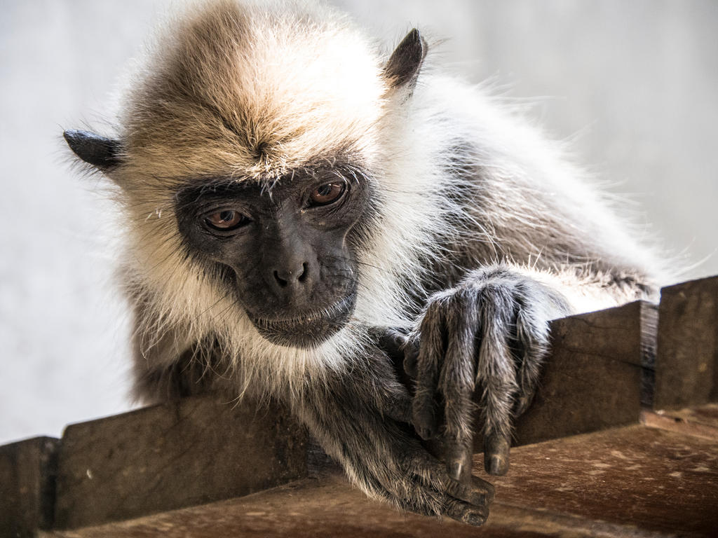 Langur monkey games 1