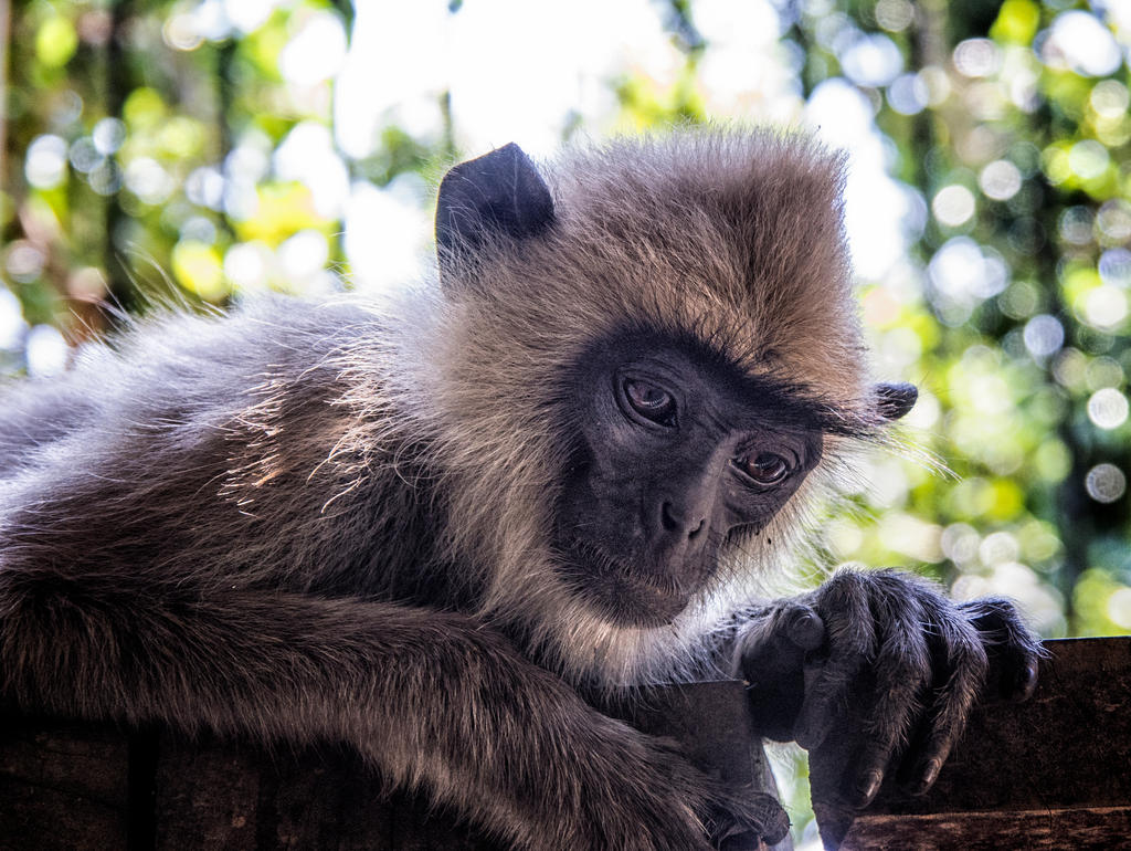 The other Langur monkey. 2