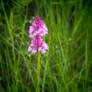 Pink wildflower.