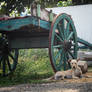 Antique cart with dog.