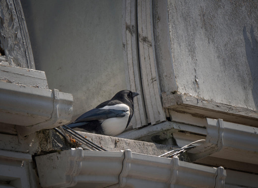 Magpie and rotting wood.