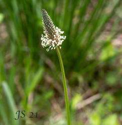 Wildflower 1 (Dancing in the wind).