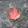 maple leaf