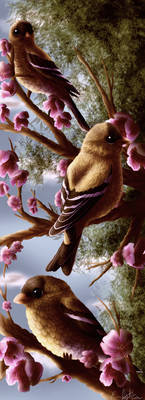 Yellow Finches