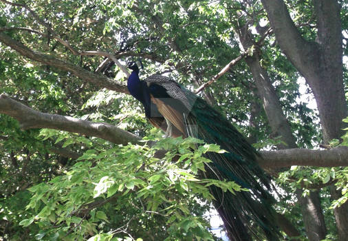 Peacock Perch