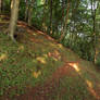 The Beech Trees