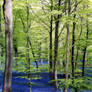 bluebells near soudley