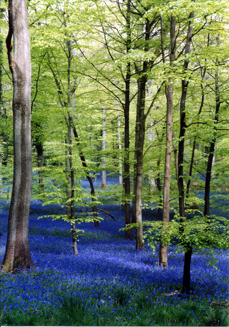 bluebells near soudley