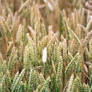 White corn