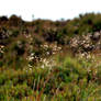 Grass 1