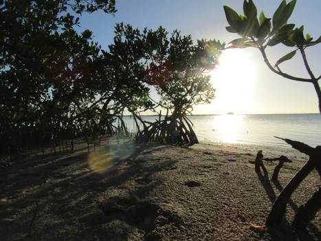 Sunny Mangroves