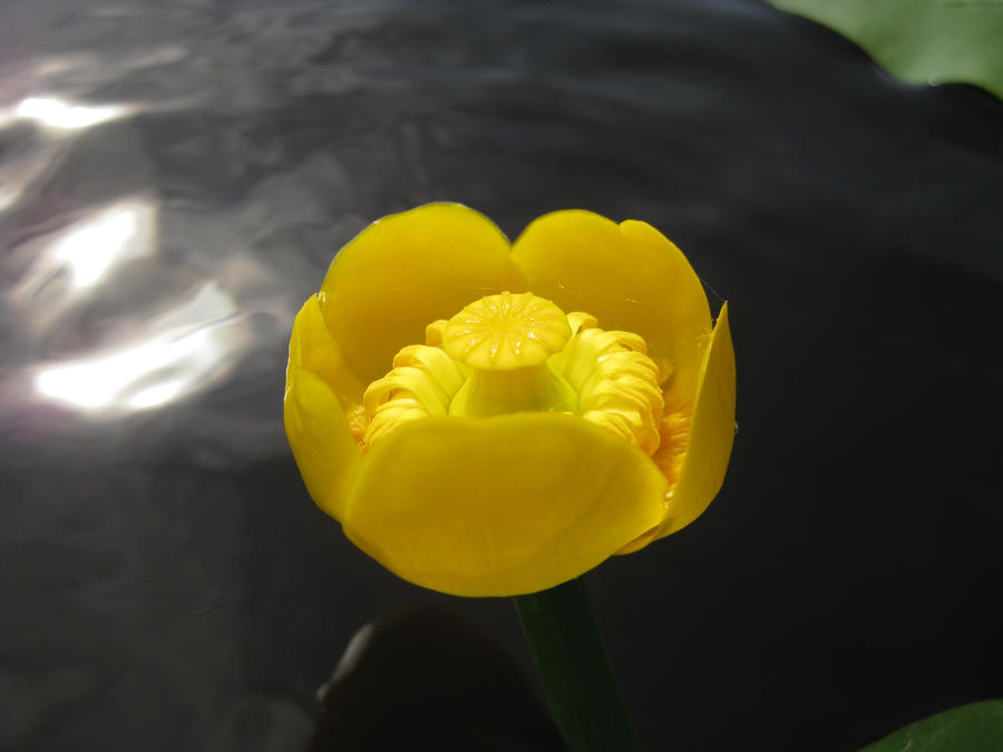 Yellow water-lily