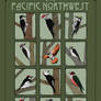 Woodpeckers of the Pacific Northwest (1)